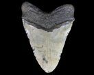 Giant, Megalodon Tooth - North Carolina #66097-2